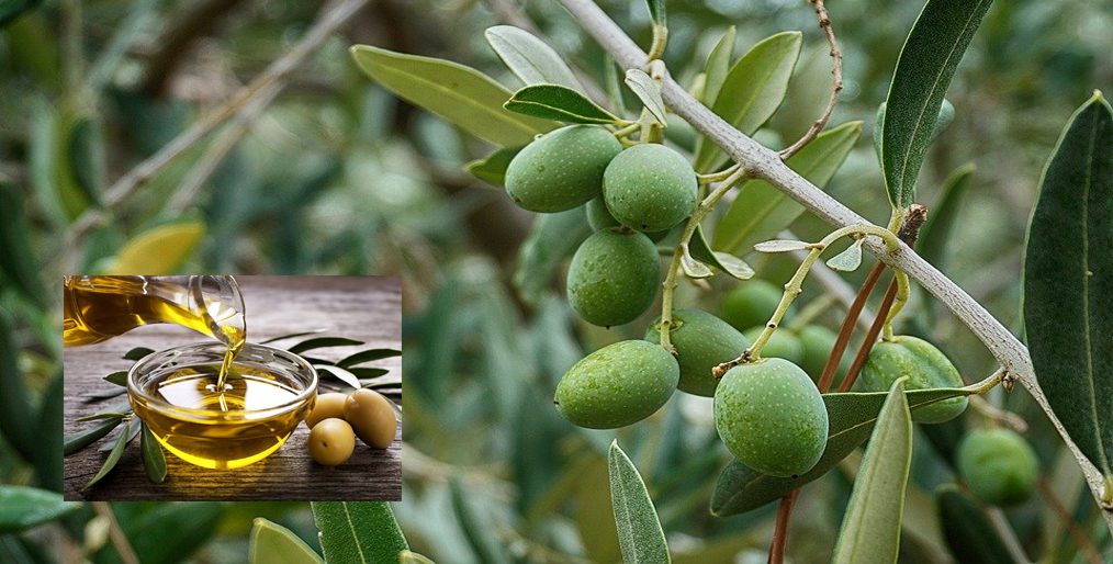 A Spanish study suggests a more effective way to convert cold-stored olives