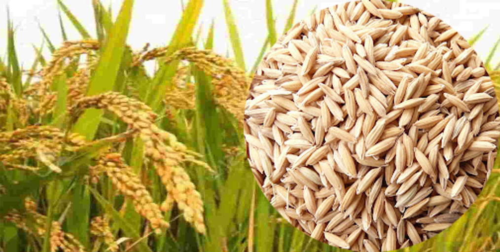 Bangladesh Rice Research Institute (BRRI) has projected 42 lakh tonnes of rice surplus in 2030