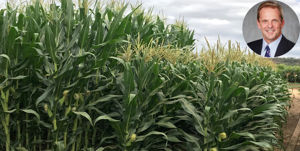 Smart Risks Drive Innovation: The Journey to Short Stature Corn