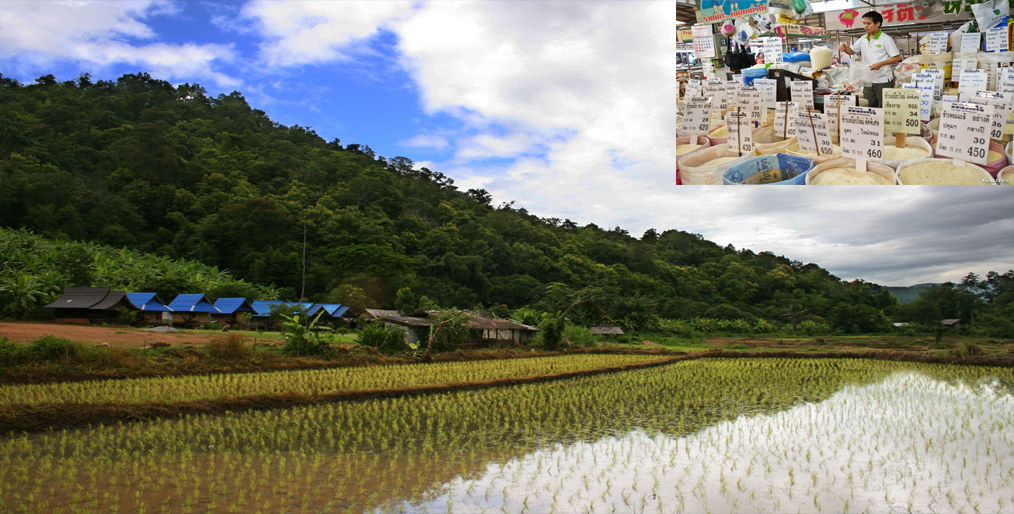 Thai rice exporters are becoming concerned about the potential of Thai hom mali rice