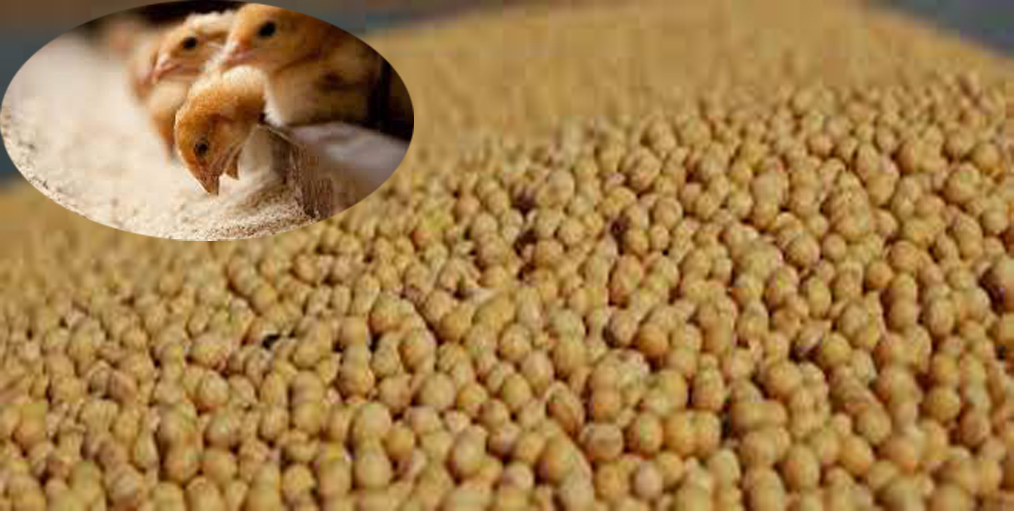 U.S. soybeans provide not only a quality ingredient, but also a consistent one for domestic and international buyers
