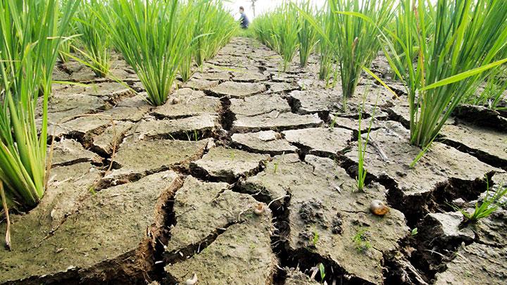 Drought in Cambodia has cost rice production an estimated $100 million