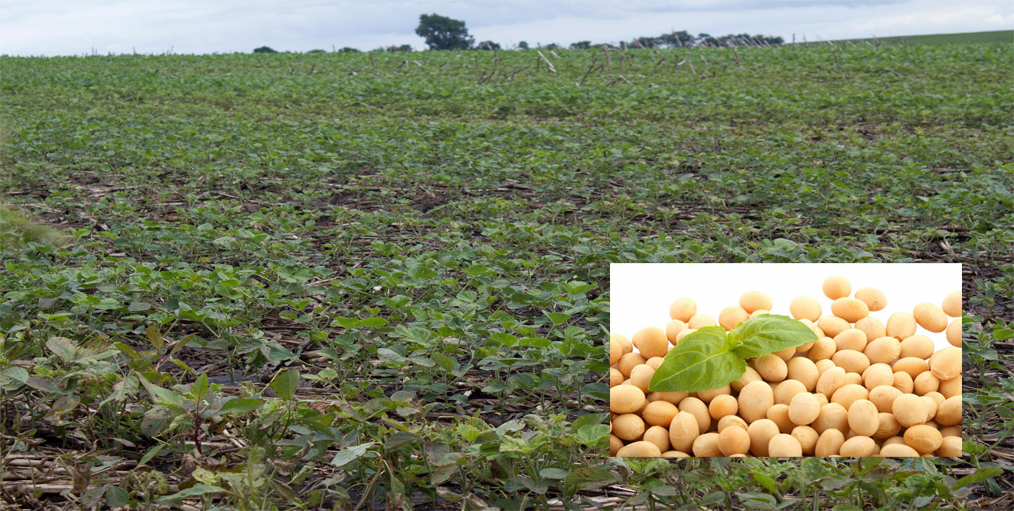 India has lowered soybean estimates due to delayed and erratic rains