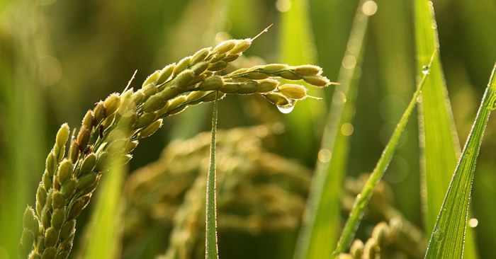 Various aspects of Green Super Rice (GSR) including biotic and abiotic properties