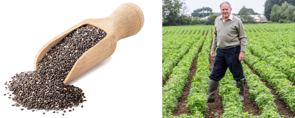 UK’s first chia seeds grower sees 50% decrease in agri seeds wastage