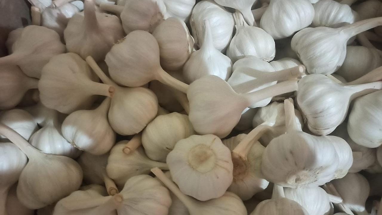 Despite the losses, farmers are interested in garlic cultivation