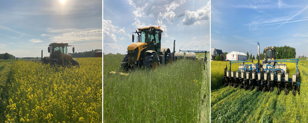 Off-season ‘cover’ crops are expanding because U.S. farmers see a low-carbon future