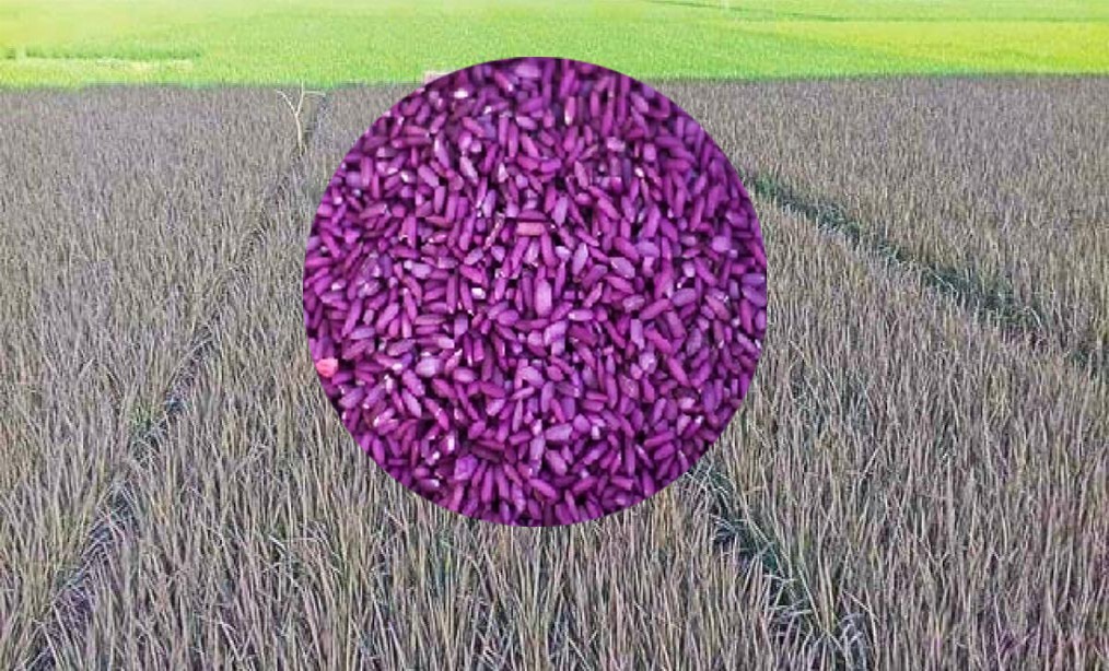 Interesting purple rice grains
