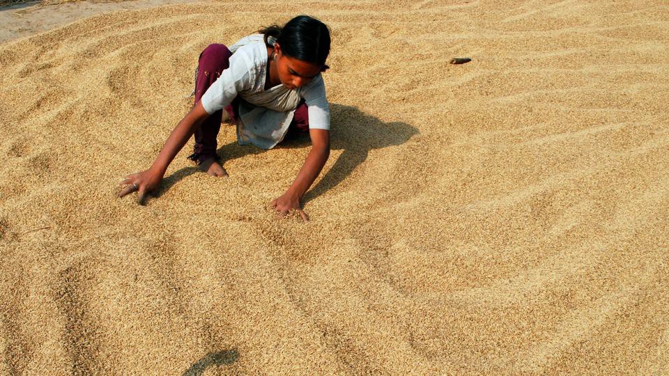 Farmers protest against 'exploitation' while buying basmati in Fazilka