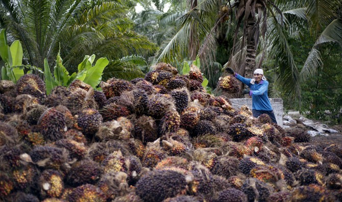 Palm oil rallies one ton above RM3,900, the highest since March 2008