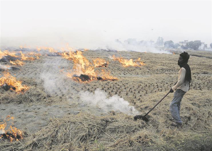 The area under fire has decreased by 25%, but the incidence has increased in Punjab