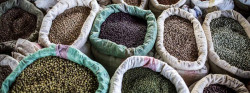 February 10 is World Pulses Day: Pulses to empower youth in achieving sustainable agrifood systems