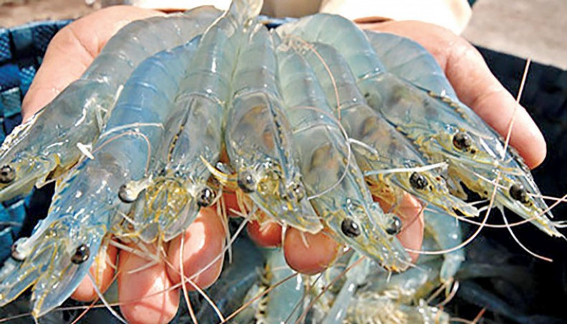 Shrimp of Vannamei variety: One more year of experimental cultivation