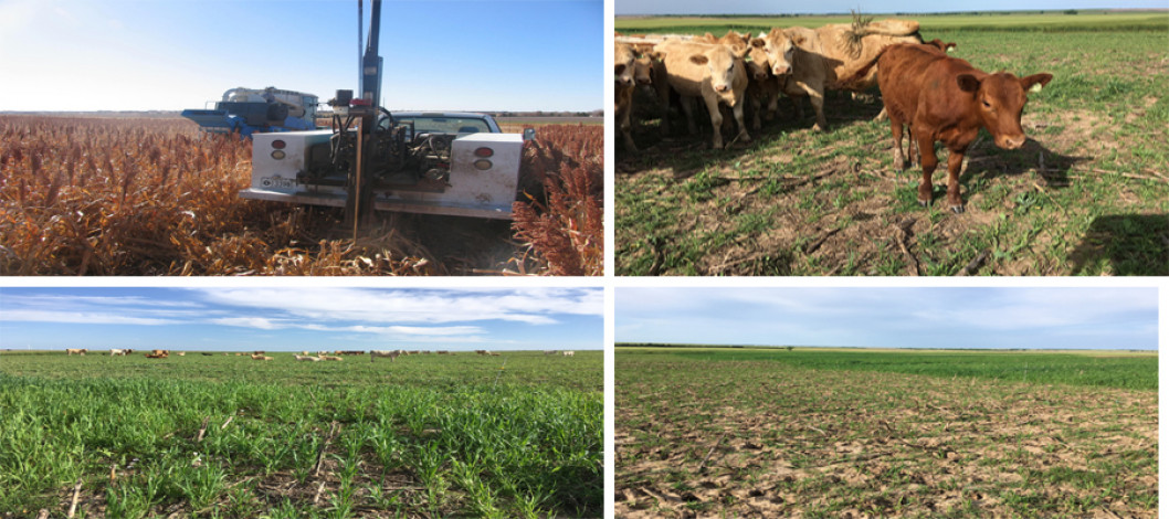 The benefits of cover crops extend to arid areas