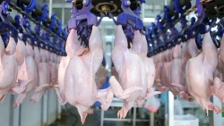 A grandson-long feature on various aspects of a modern poultry processing plant