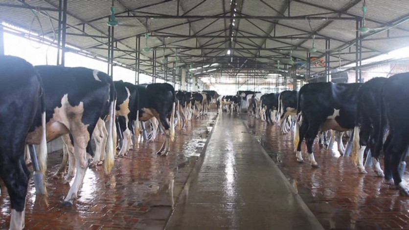 Dairy farmers have been left helpless as food prices have risen due to the war