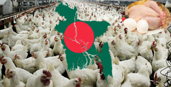 Bangladesh Poultry Industry in the face of loss