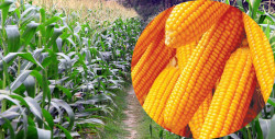 Potential for maize bumper production in Thakurgaon