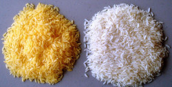 Golden Rice has been approved for commercial cultivation in the Philippines