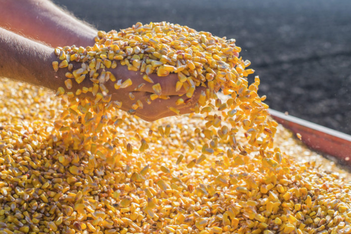 Ukraine's export corn prices fell as the conflict blocked ports