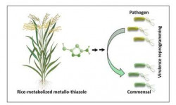 Scientists have discovered a new form of pesticide that neutralizes rice-invading pathogens