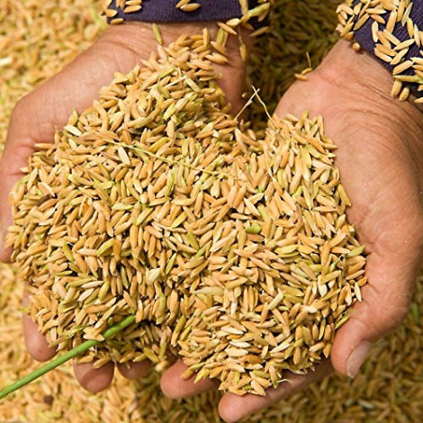 Set a target of 2 crore 3 lakh 75 thousand tons of rice production in the whole country