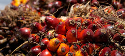 Indonesia bans palm oil exports: ‘This move is unfortunate and unexpected’