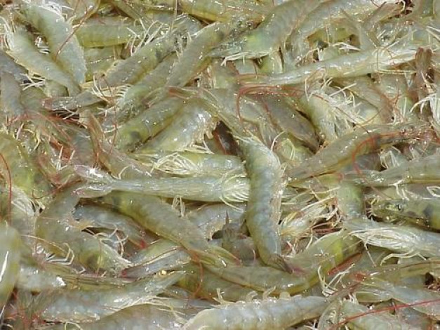 That is why Vannamei Shrimp is not able to capture the international market