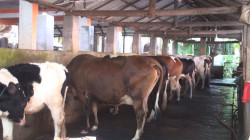 Farms are being shut down due to increase in the price of cattle feed