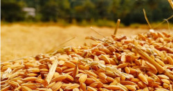 Brazil tests genetically modified wheat as global supply tightens