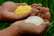 Two government agencies had a long tug-of-war over 'Golden Rice'