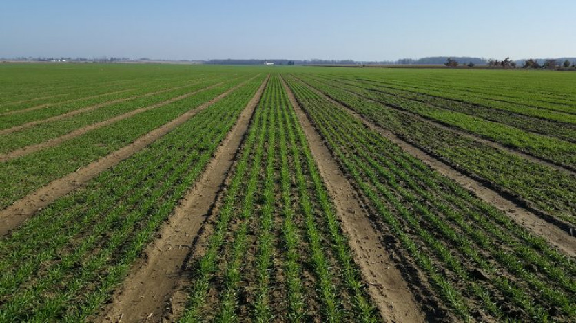 Progress in US spring wheat planting has been hampered by heavy rains