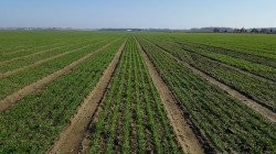 Progress in US spring wheat planting has been hampered by heavy rains