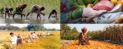 Agricultural subsidies should be continued to ensure food security in Bangladesh