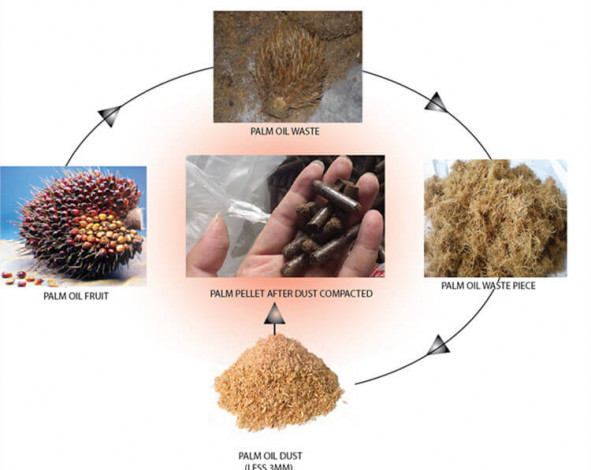 Palm Kernel Waste - A Potential Poultry Feed in Malaysia