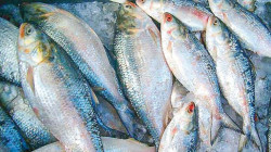About 5 thousand tons of Hilsa fish will be exported to India on the occasion of Durga Puja