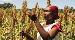 Climate-smart sorghum varieties most valued among Tanzanian farmers: ICRISAT study