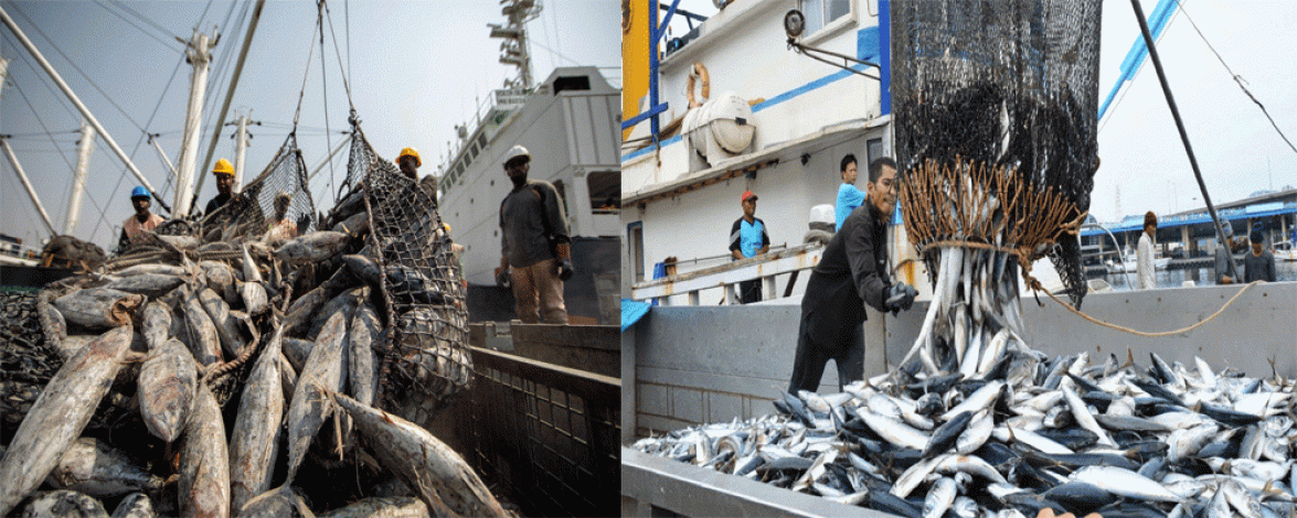 Sustainable fishing: Endorsement of transshipment guidelines marks a key move against Illegal, Unreported and Unregulated fishing
