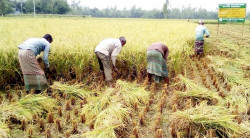 Harvesting of early variety Aman begins: Farmers of 5 districts are having a busy day