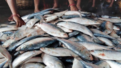The full season of hilsa is going on, less in Padma-Meghna estuary, and more in Bhola-Lakshmipur