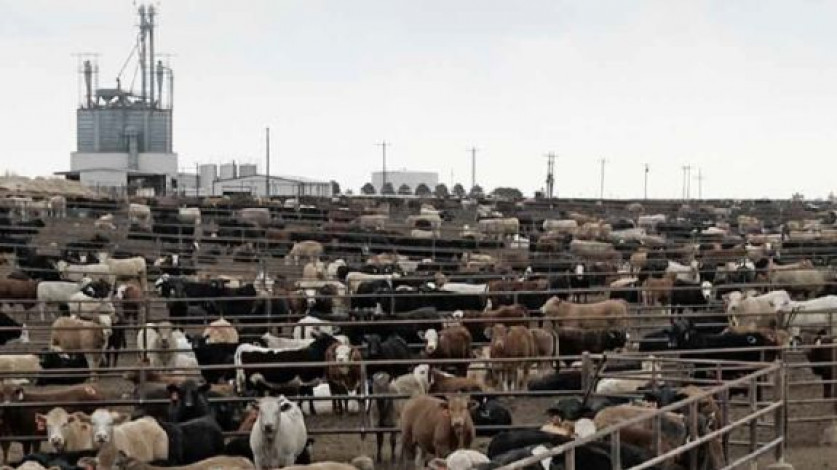 United States plans rules to protect livestock farmers from corporate retaliation