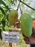 The first success in verifying the utility of green mango