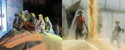 Work Safely Around Grain: NDSU