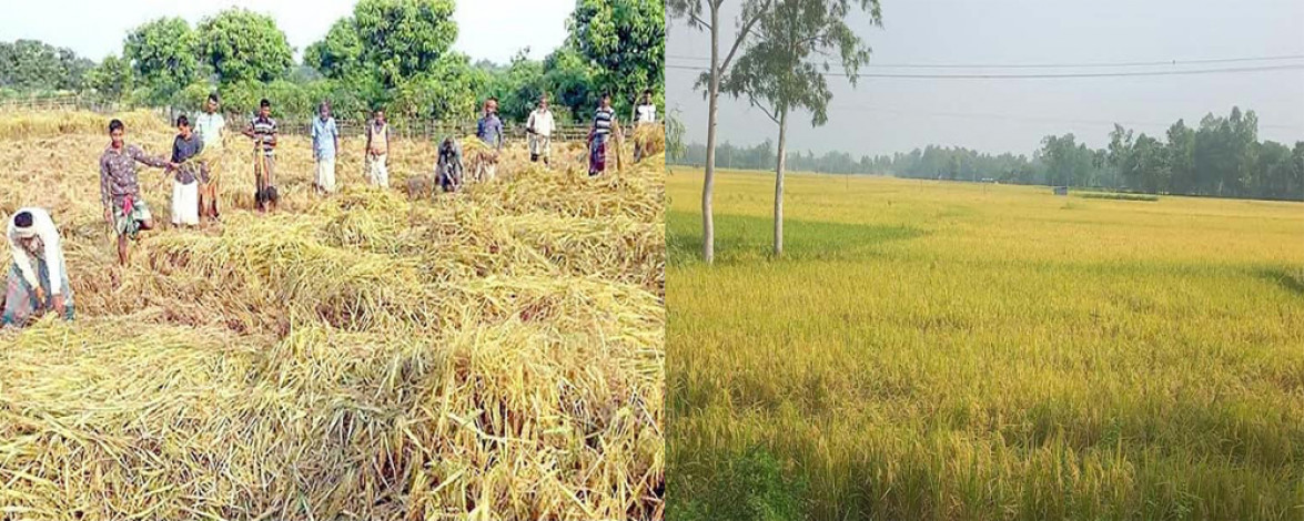 Bumper yield of Aman paddy in Bogra and Dinajpur: Paddy harvesting has started
