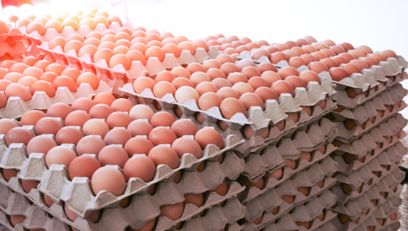 Egg farmers are in trouble due to rising costs