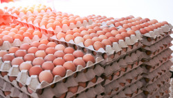 Egg farmers are in trouble due to rising costs