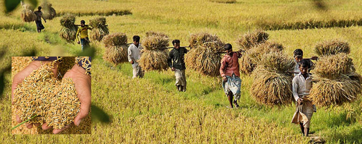 The yield of the country's major crops is likely to be about 20 percent higher than expected