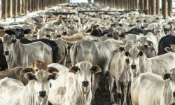 Brazil's livestock farmers may be overusing antibiotics, animal charities say