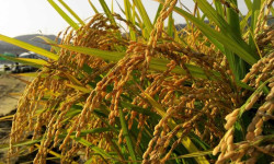FG new rice along with 20 other crop varieties to increase food sufficiency