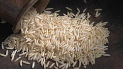The arrival of Basmati rice popularly known as 'Mandis' has increased in the agricultural markets of Punjab
